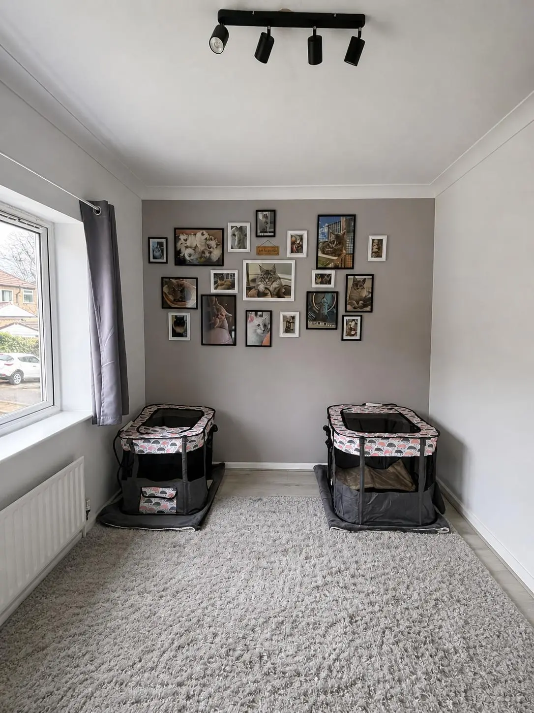 Our dedicated kitten suite — a calm, purpose-made nursery for queens and their kittens