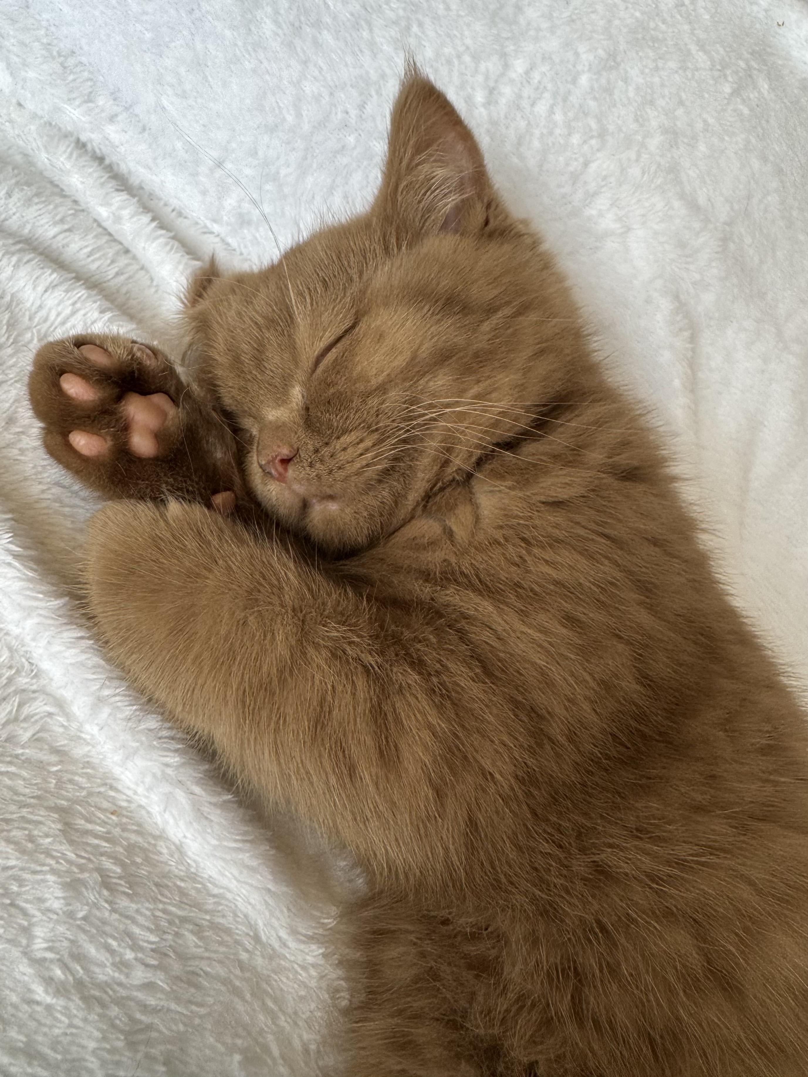 Bringing Home Our Cinnamon British Shorthair Kitten – Meet Elsie
