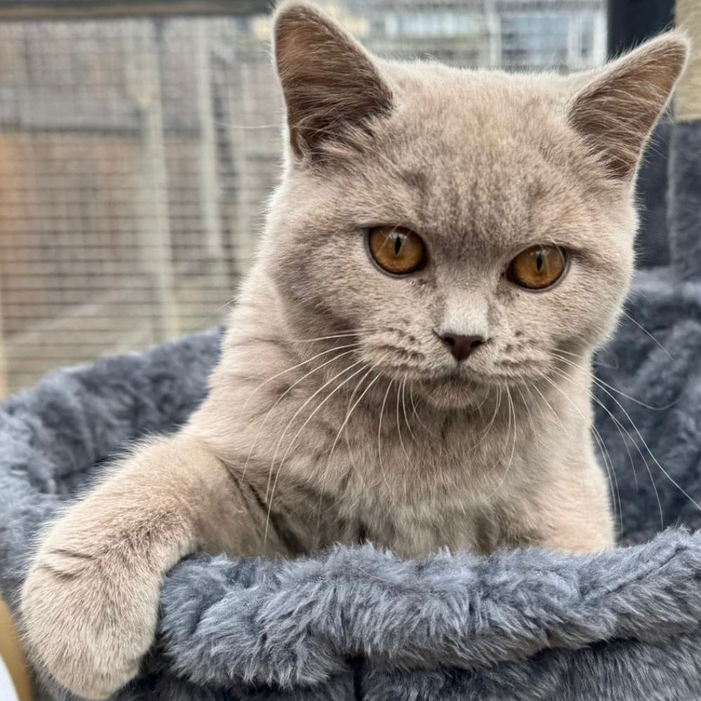 Annie, Lilac British Shorthair queen