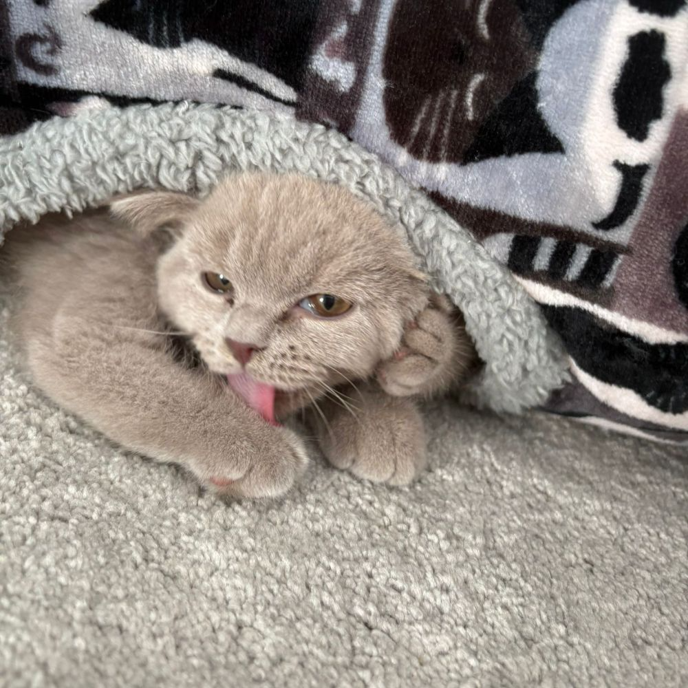 Annie, Lilac British Shorthair