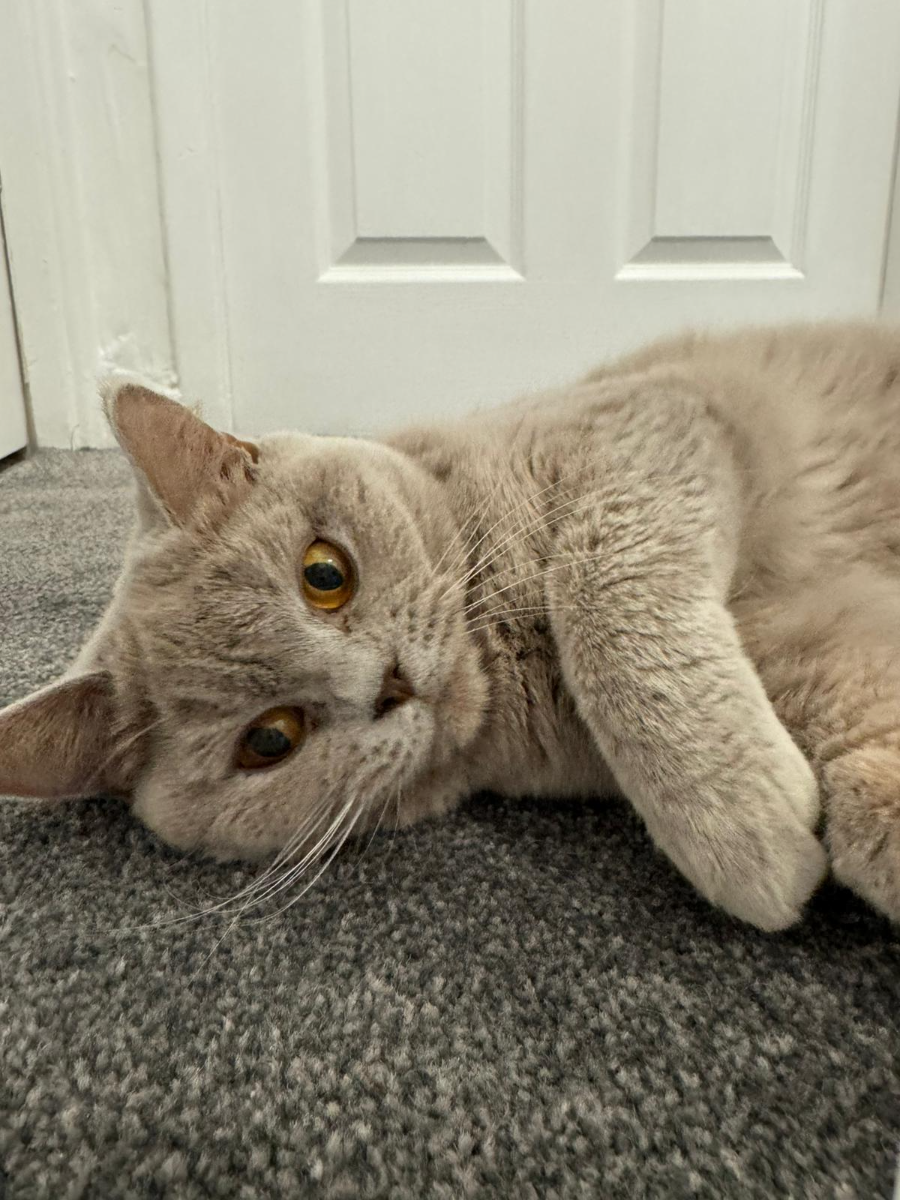 Annie, Lilac British Shorthair