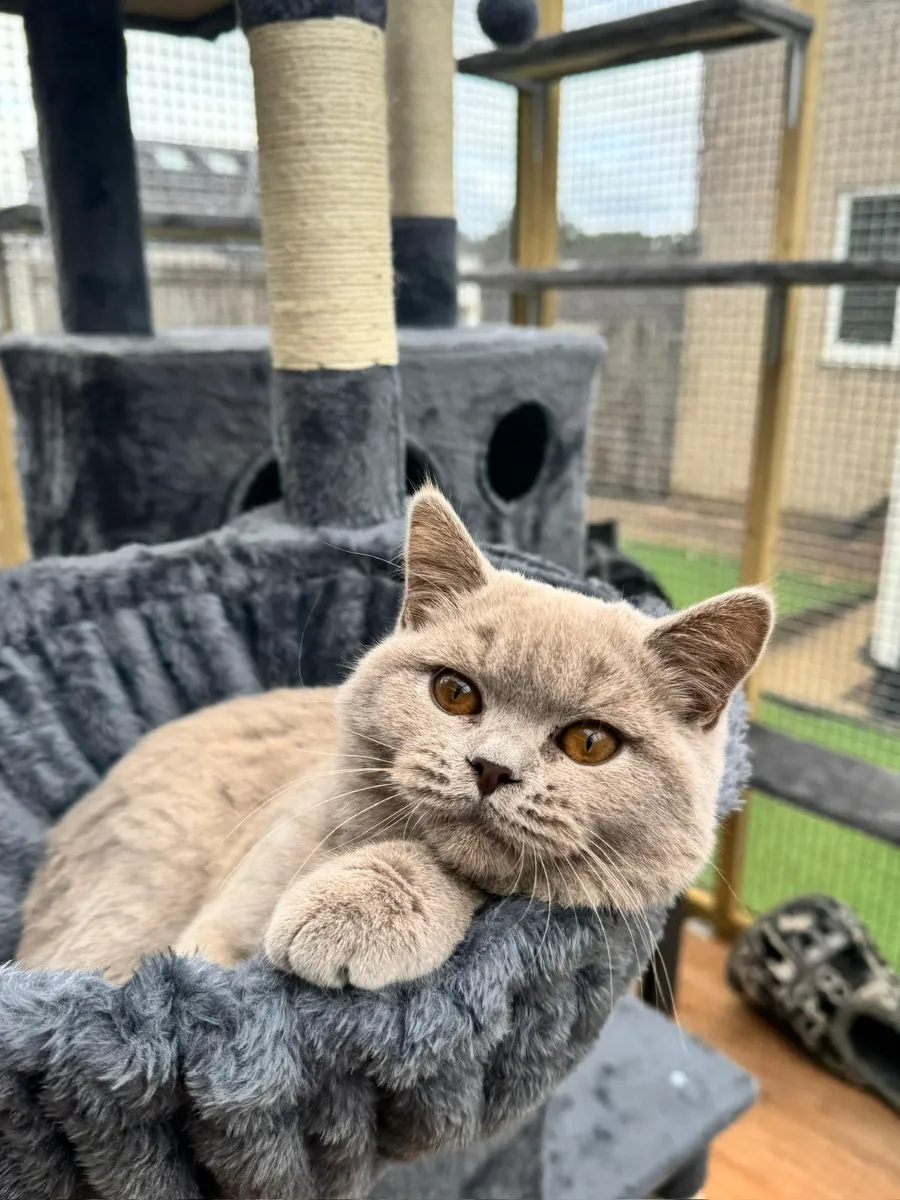 Annie, Lilac British Shorthair