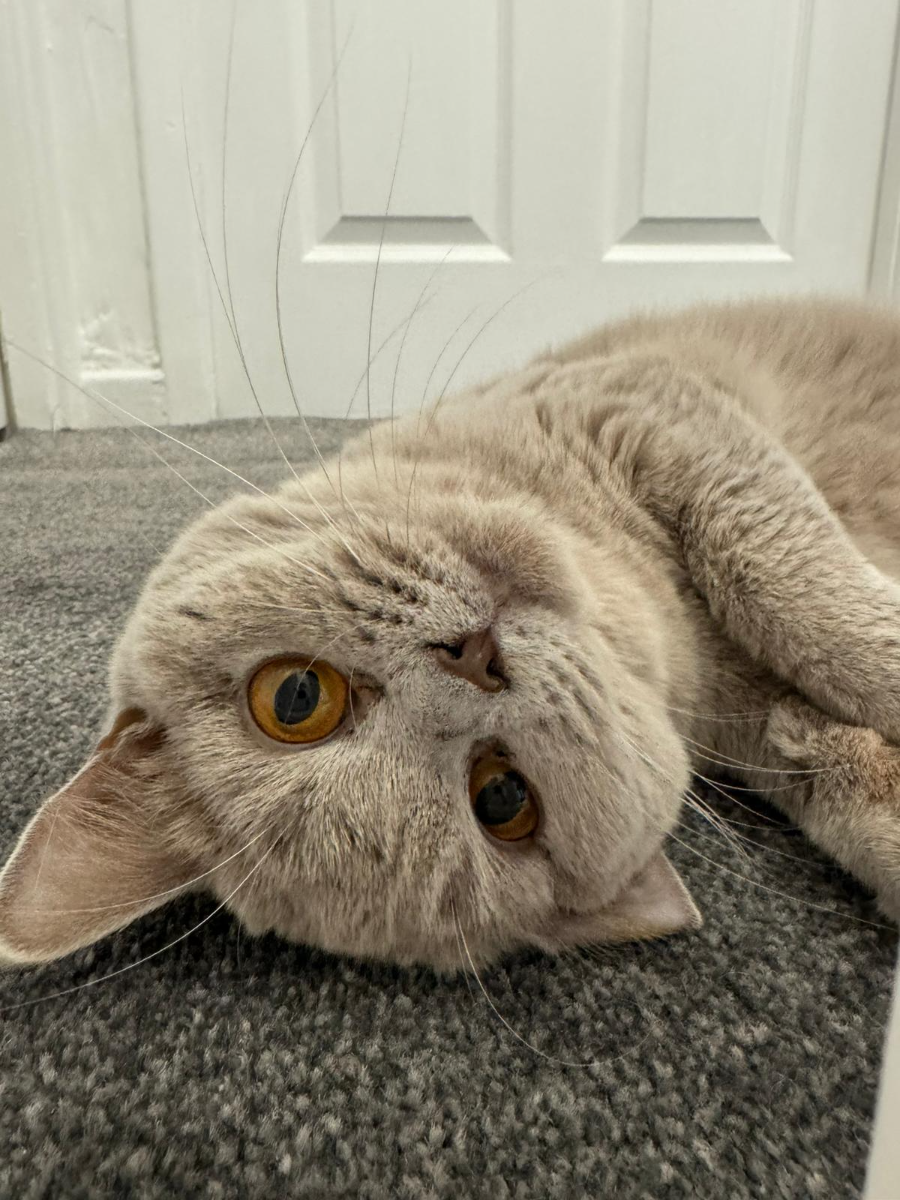 Annie, Lilac British Shorthair