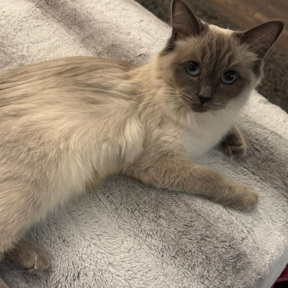 Bella, Blue Point Ragdoll queen