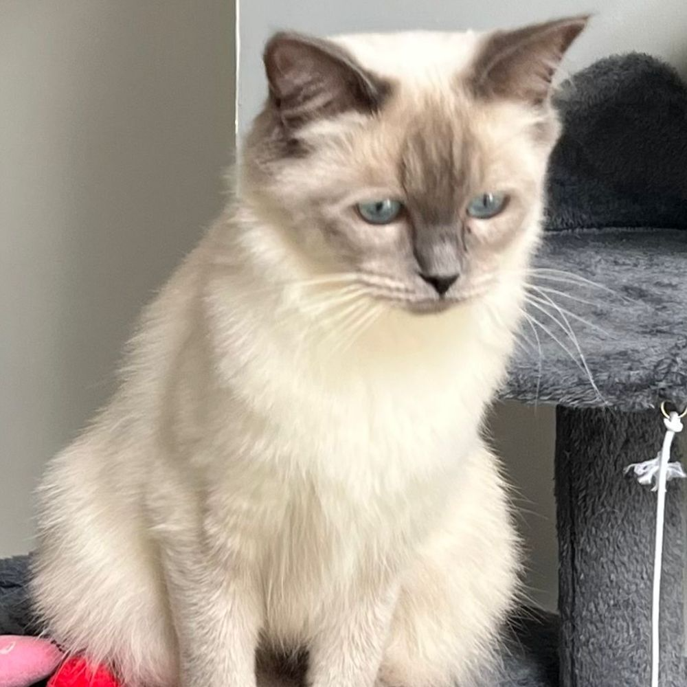 Bella, Blue Point Ragdoll