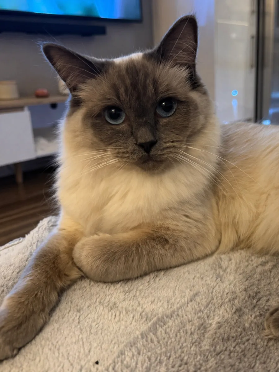 Bella, Blue Point Ragdoll