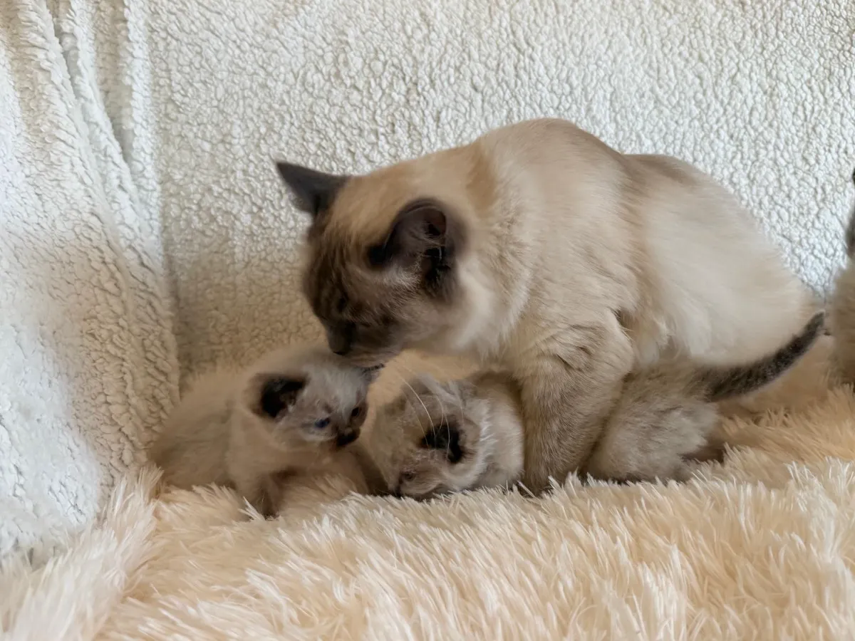 Bella's Litter