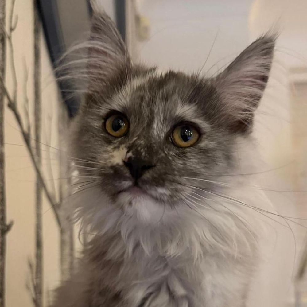 Billie, Black Smoke Tortie Maine Coon queen