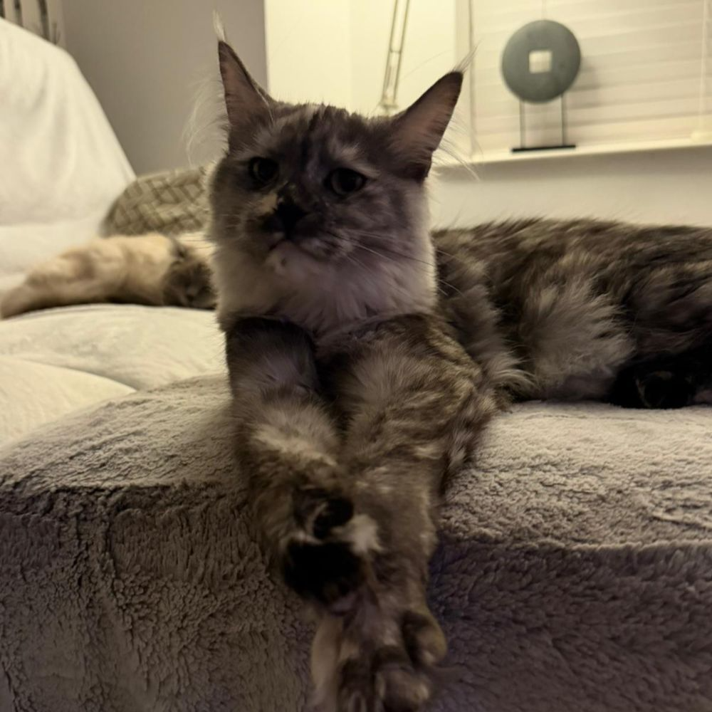 Billie, Black Smoke Tortie Maine Coon