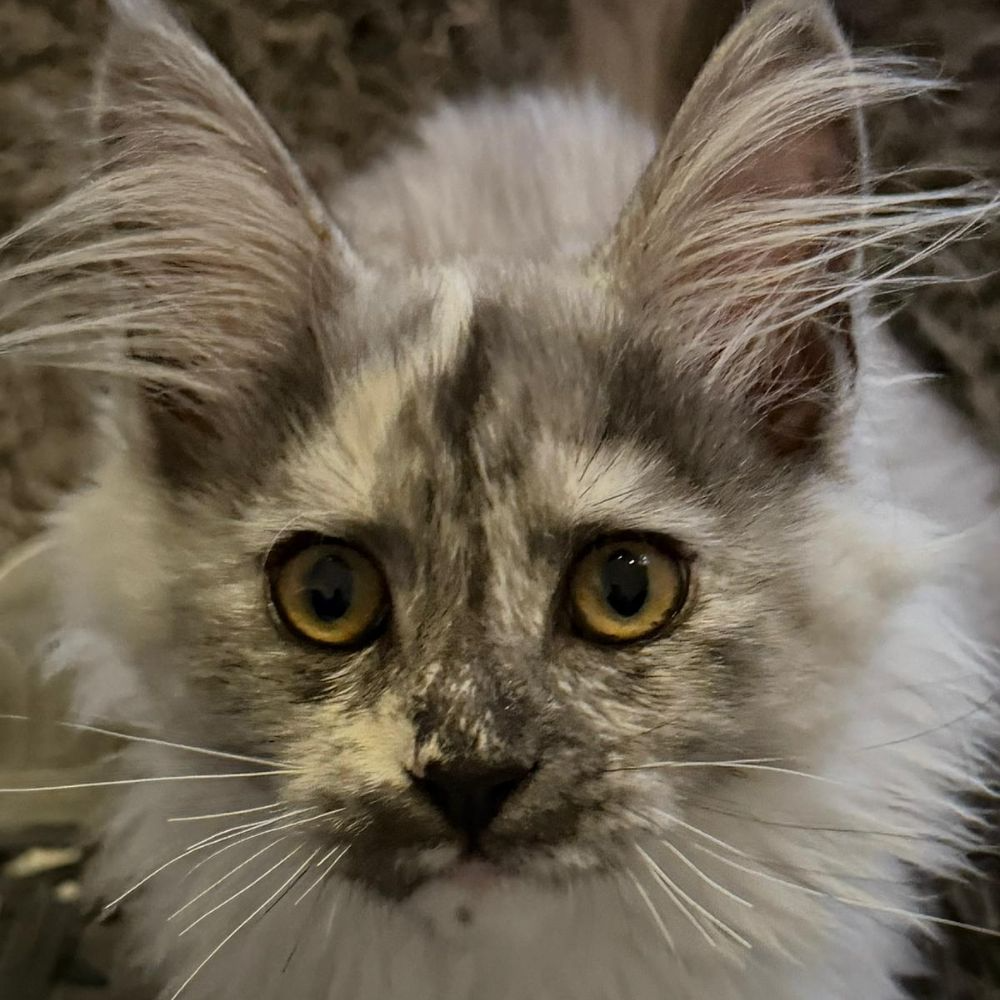 Billie, Black Smoke Tortie Maine Coon