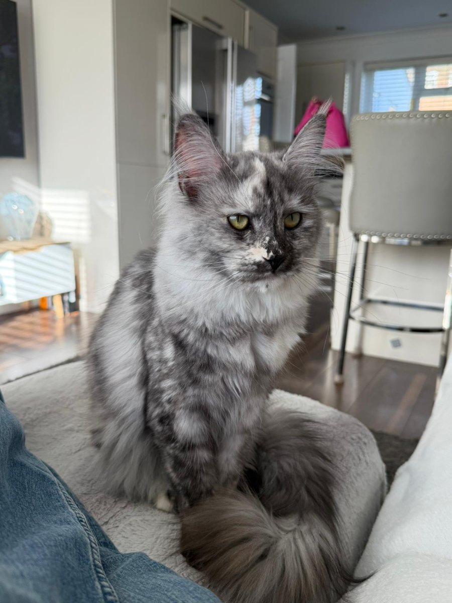 Billie, Black Smoke Tortie Maine Coon