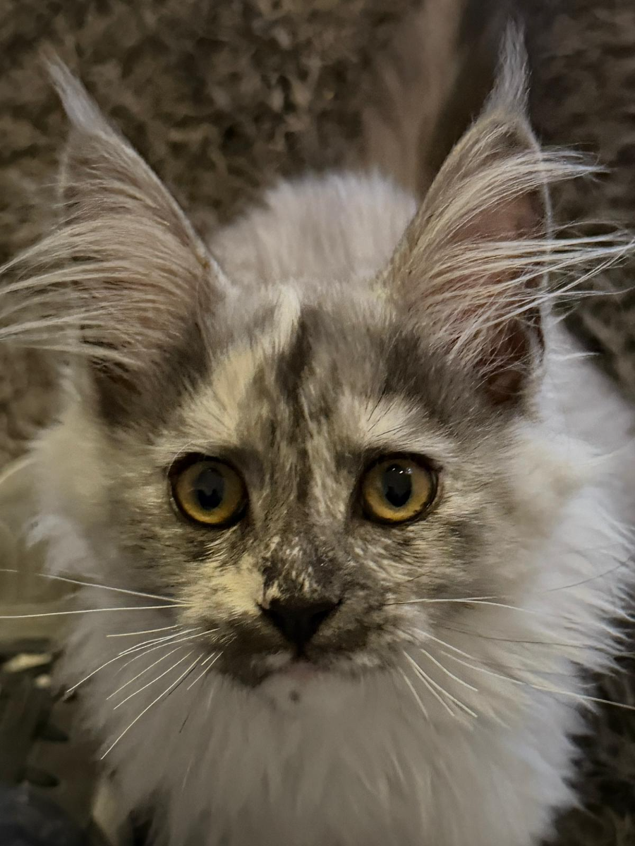 Billie, Black Smoke Tortie Maine Coon