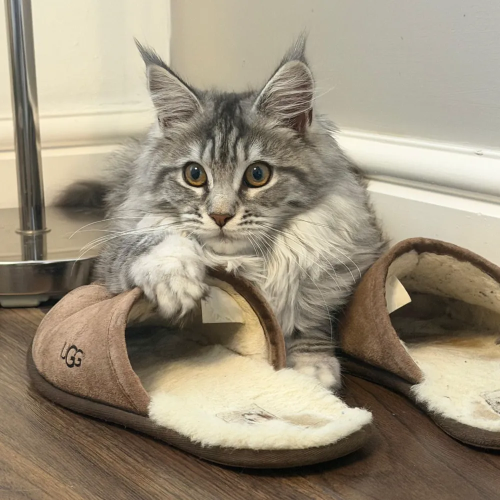 Bobbie, Black Silver Mackerel Tabby Maine Coon queen