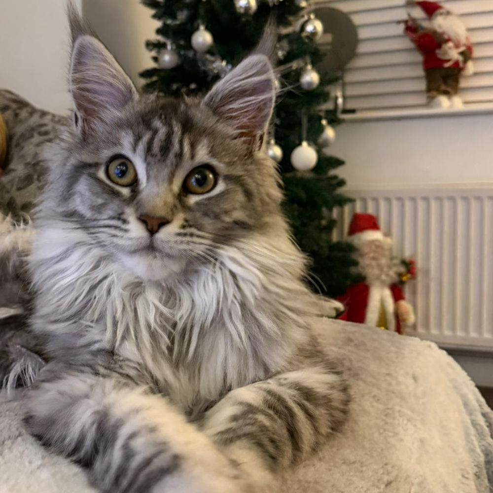 Bobbie, Black Silver Mackerel Tabby Maine Coon