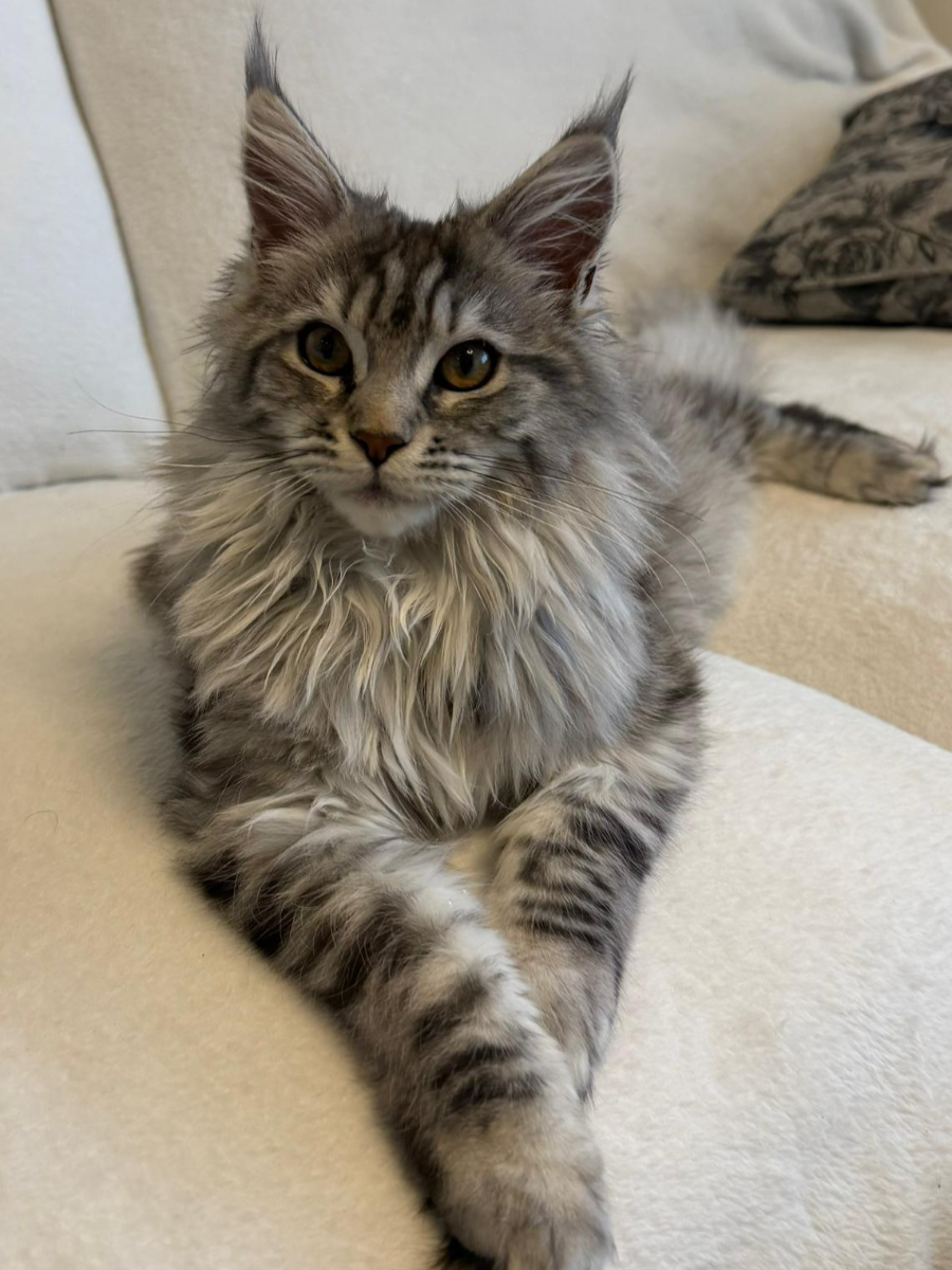 Bobbie, Black Silver Mackerel Tabby Maine Coon