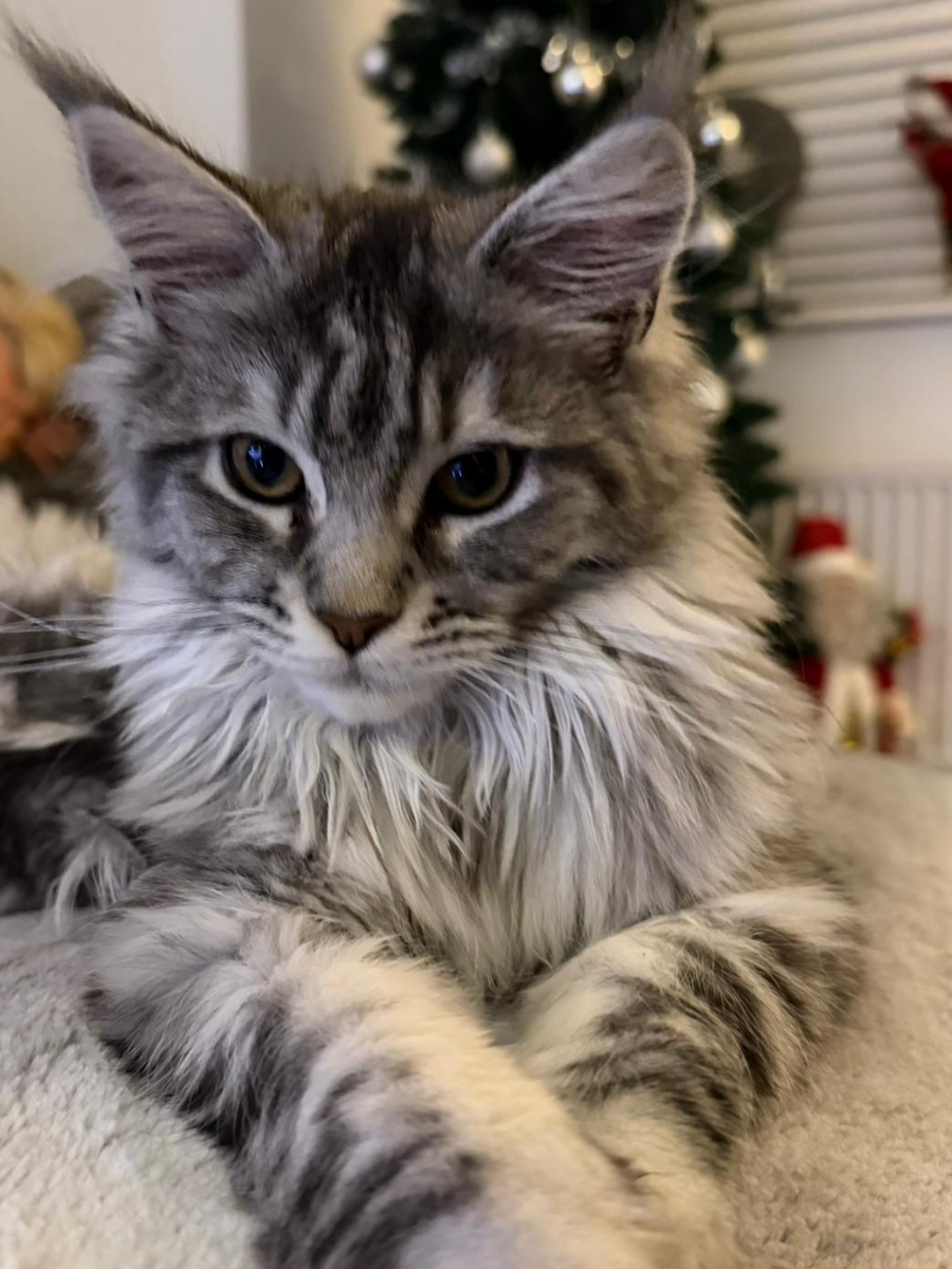 Bobbie, Black Silver Mackerel Tabby Maine Coon