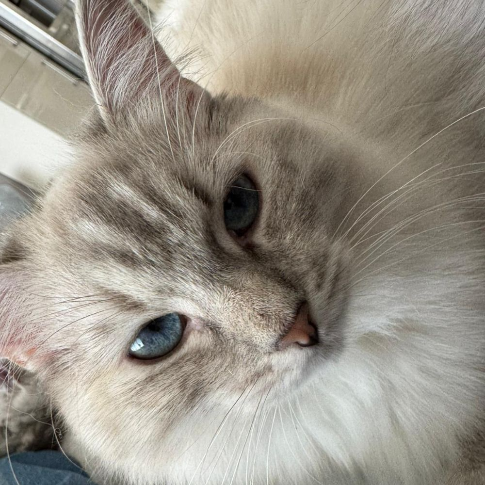Cookie, Lilac Lynx Ragdoll family cat