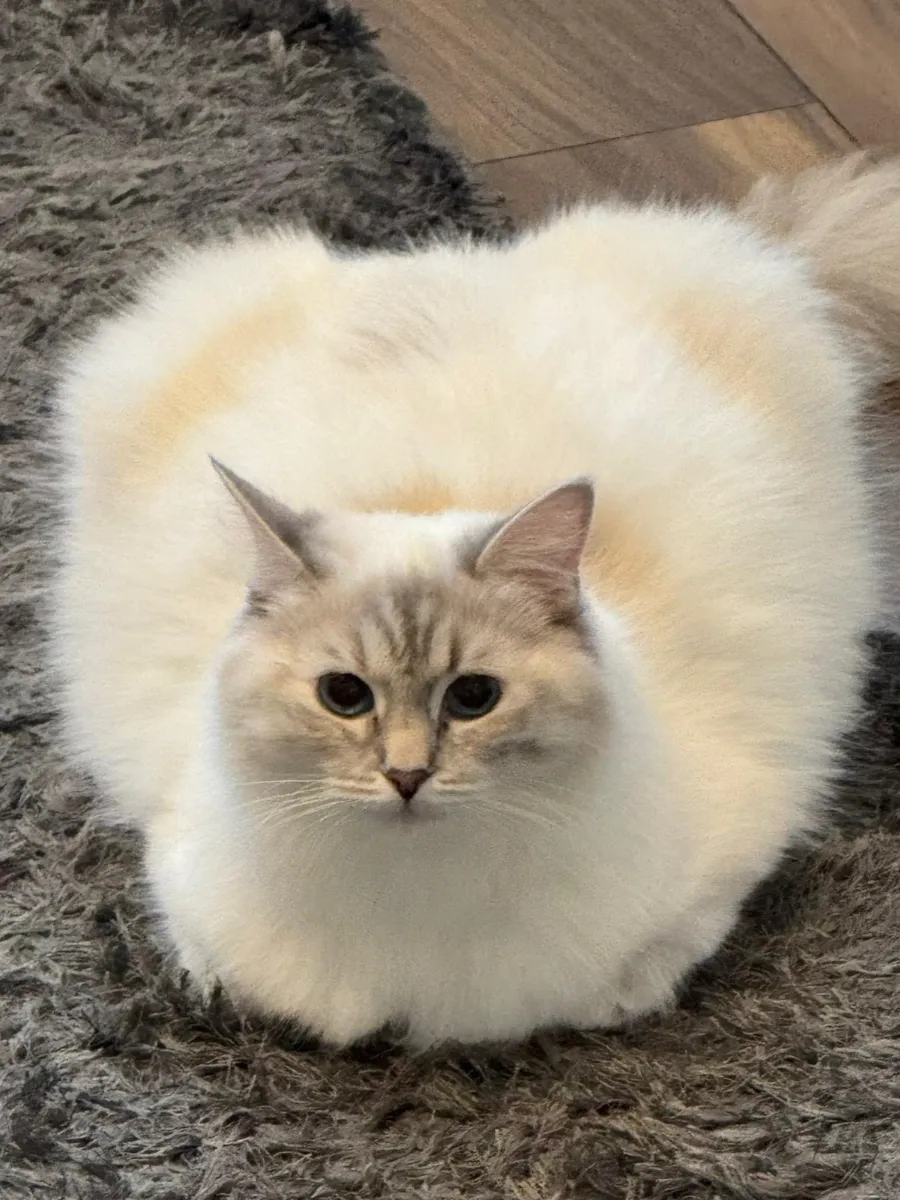 Cookie, Lilac Lynx Ragdoll