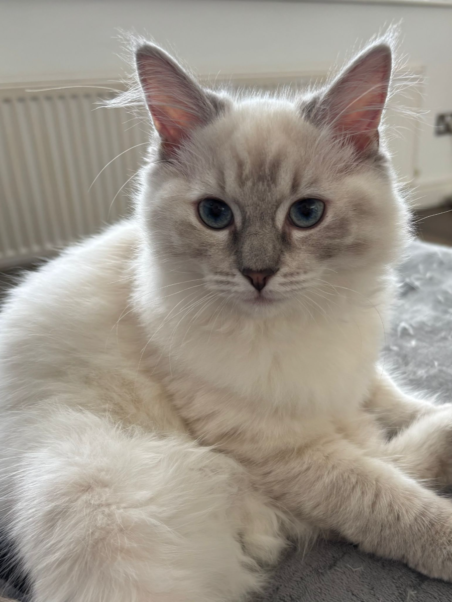 Cookie, Lilac Lynx Ragdoll