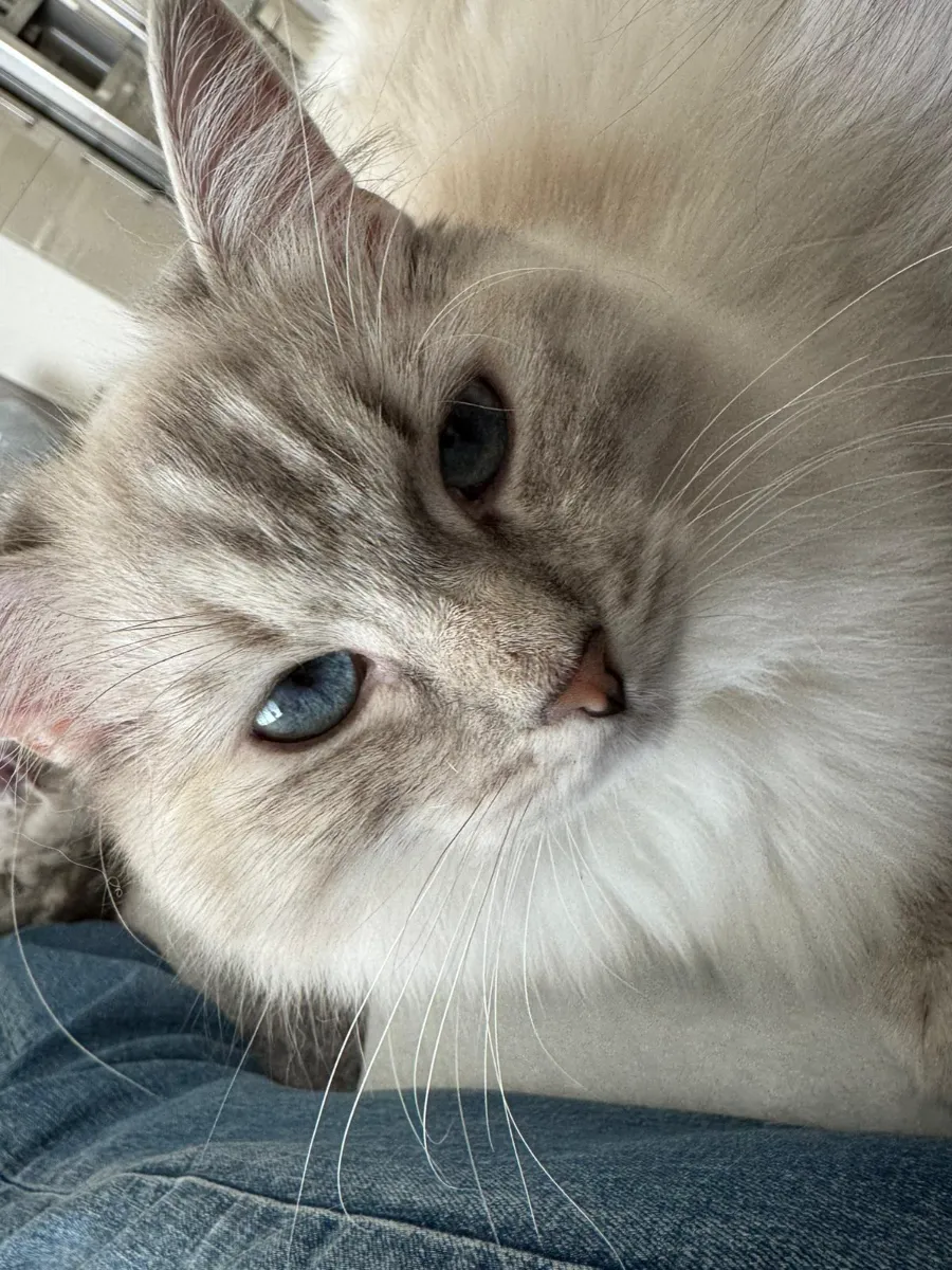 Cookie, Lilac Lynx Ragdoll