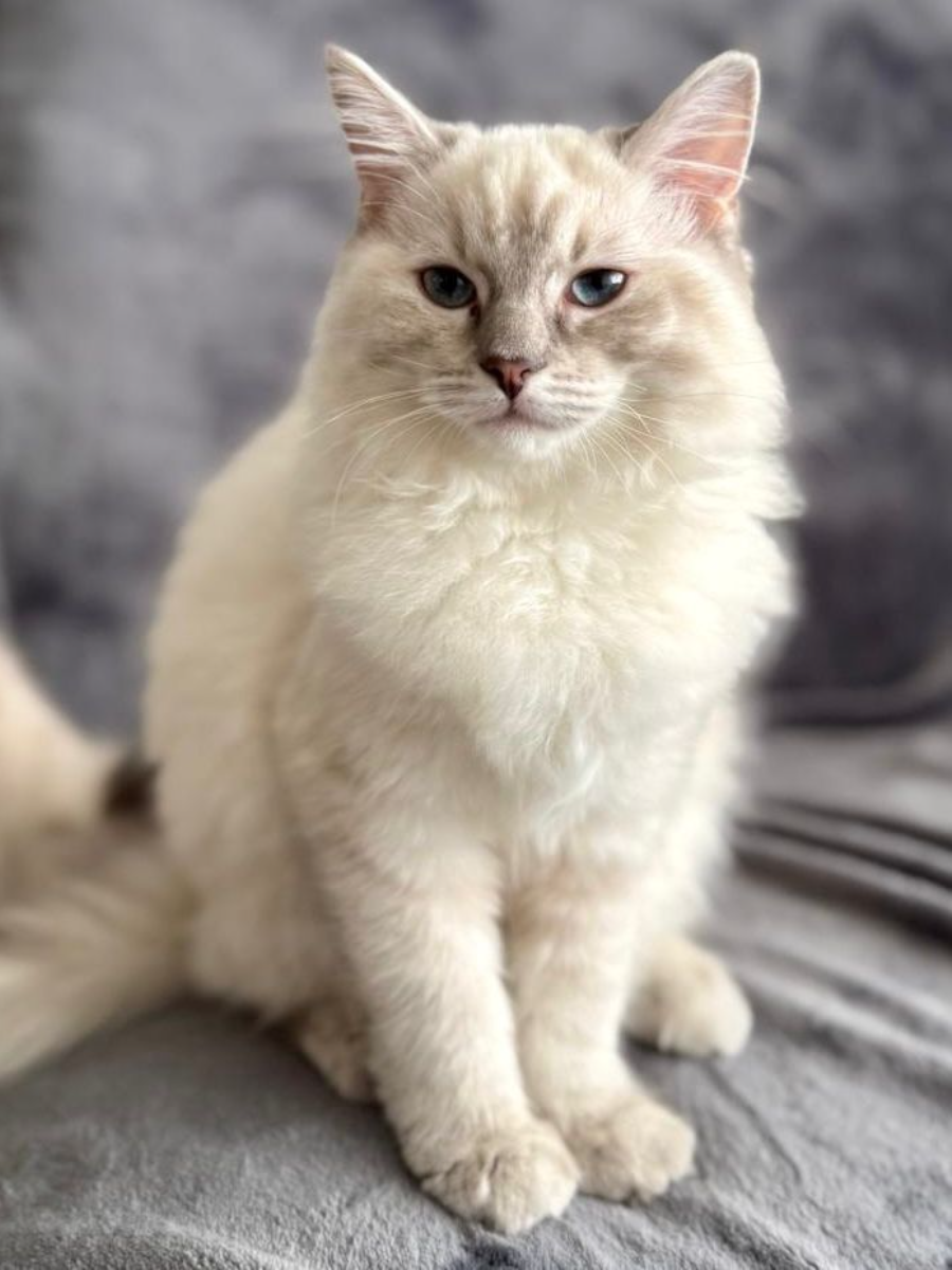 Cookie, Lilac Lynx Ragdoll