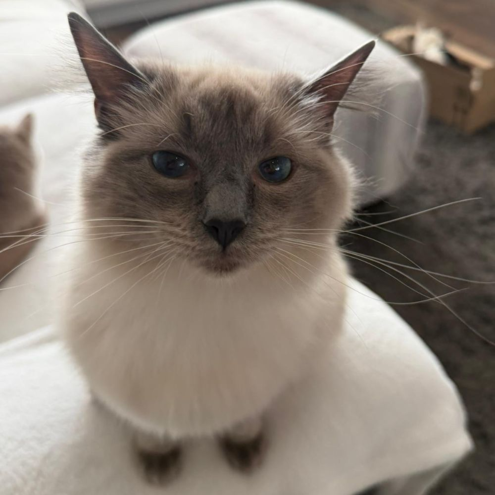 Dottie, Blue Point Ragdoll family cat