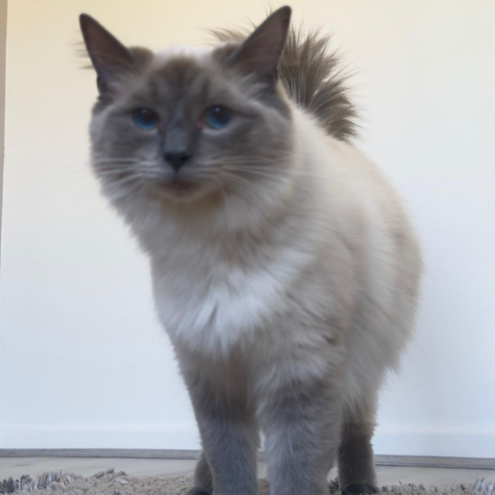 Dottie, Blue Point Ragdoll