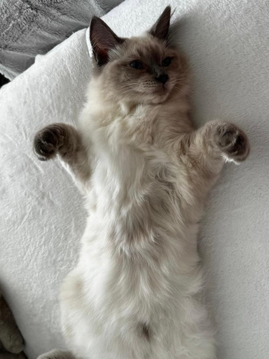 Dottie, Blue Point Ragdoll