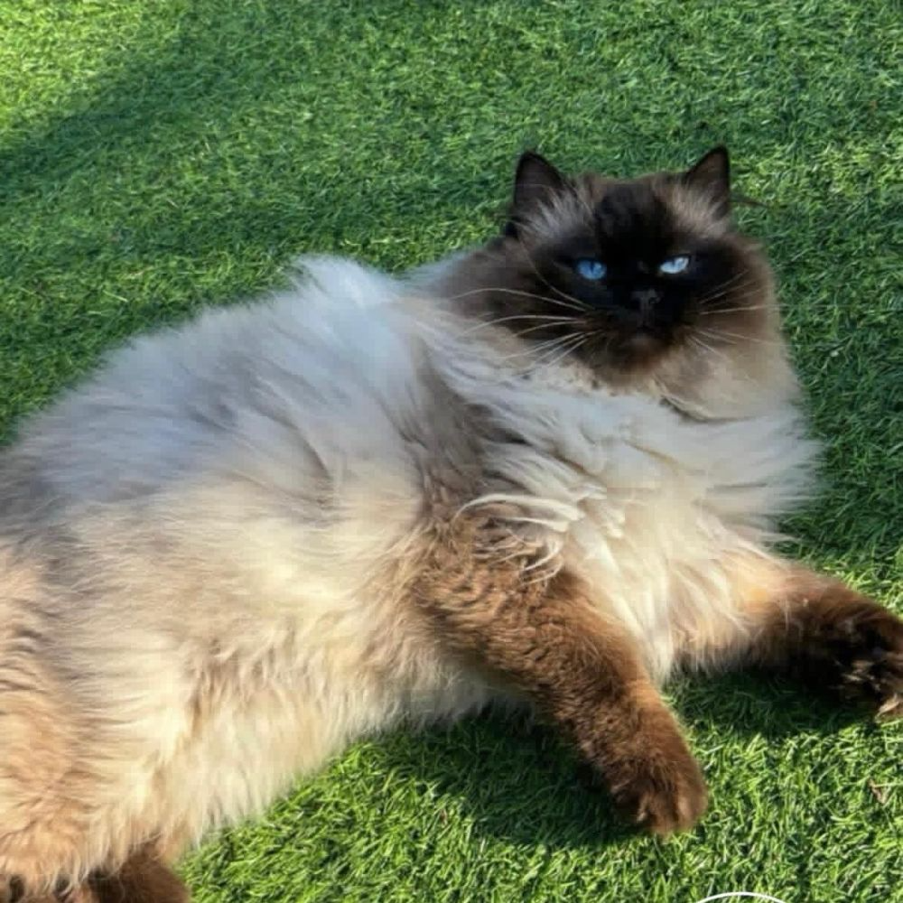 Ralphy, Seal Point Ragdoll
