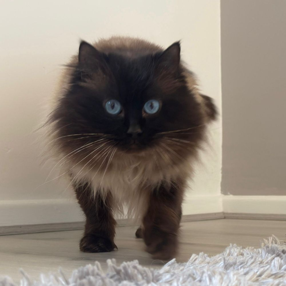 Ralphy, Seal Point Ragdoll
