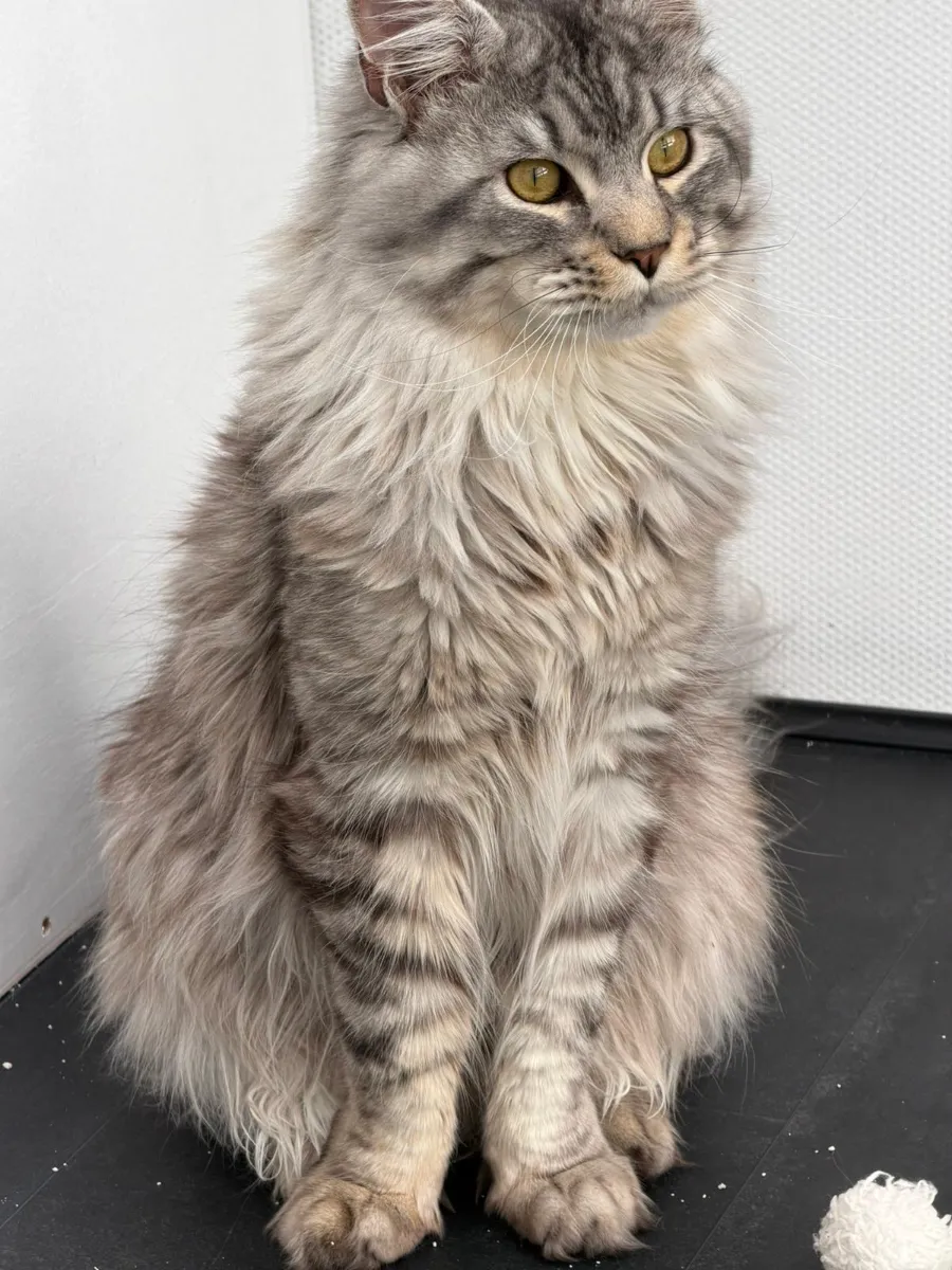 Starsky, Blue Silver Mackerel Tabby Maine Coon