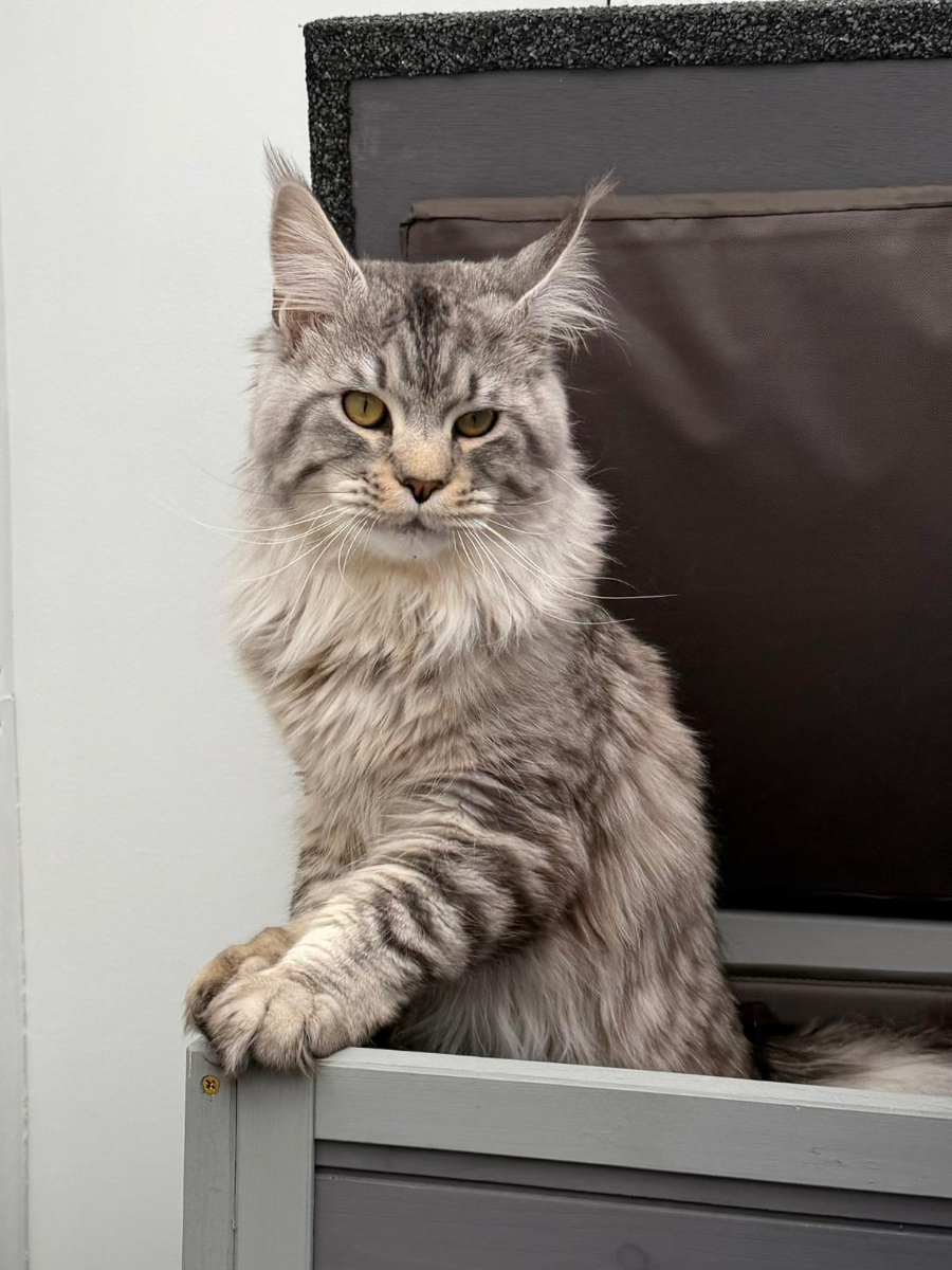 Starsky, Blue Silver Mackerel Tabby Maine Coon
