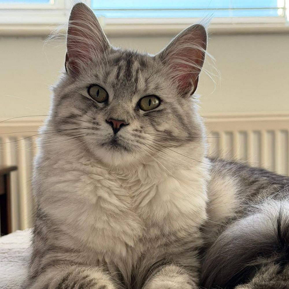 Tilly, Black Amber Classic Tabby Maine Coon queen