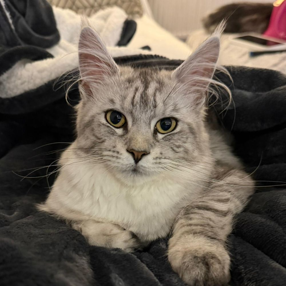 Tilly, Black Amber Classic Tabby Maine Coon