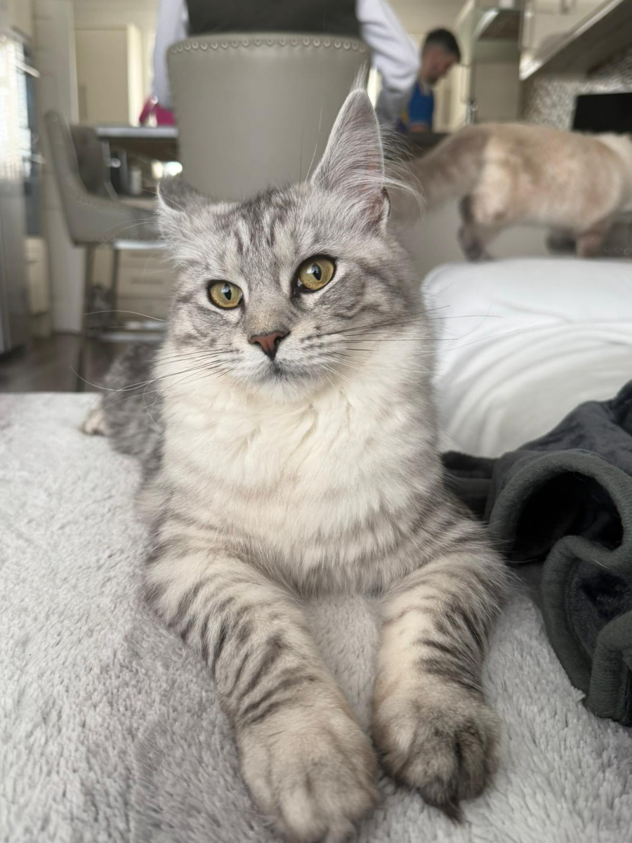Tilly, Black Amber Classic Tabby Maine Coon