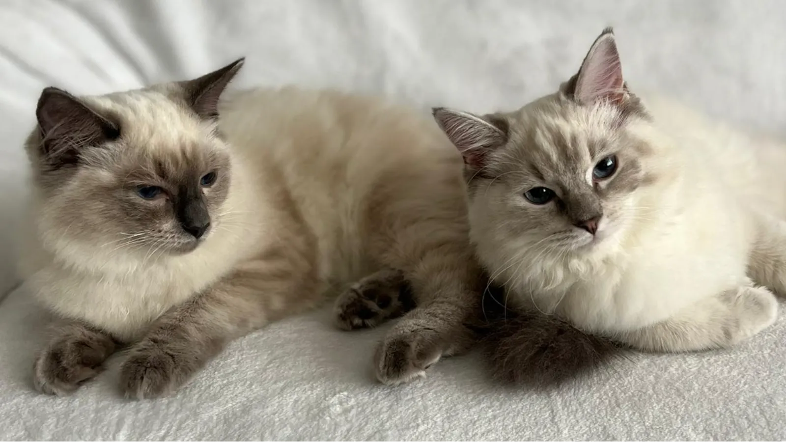 Cookie and Dottie, our Ragdoll queens, settled together at home