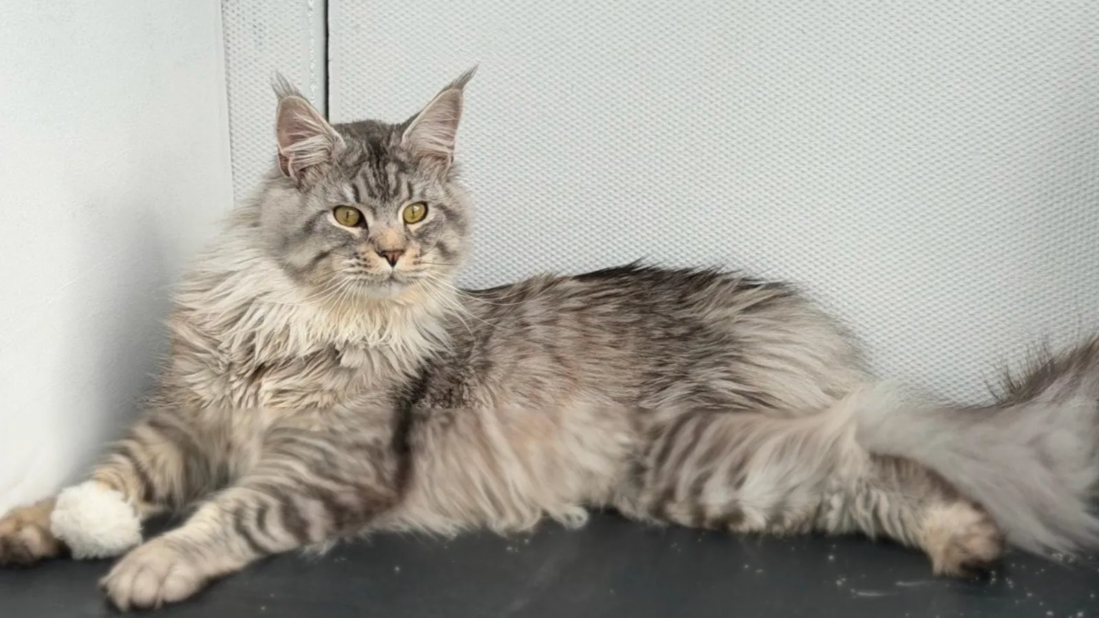 Starsky, our Blue Silver Mackerel Tabby Maine Coon stud