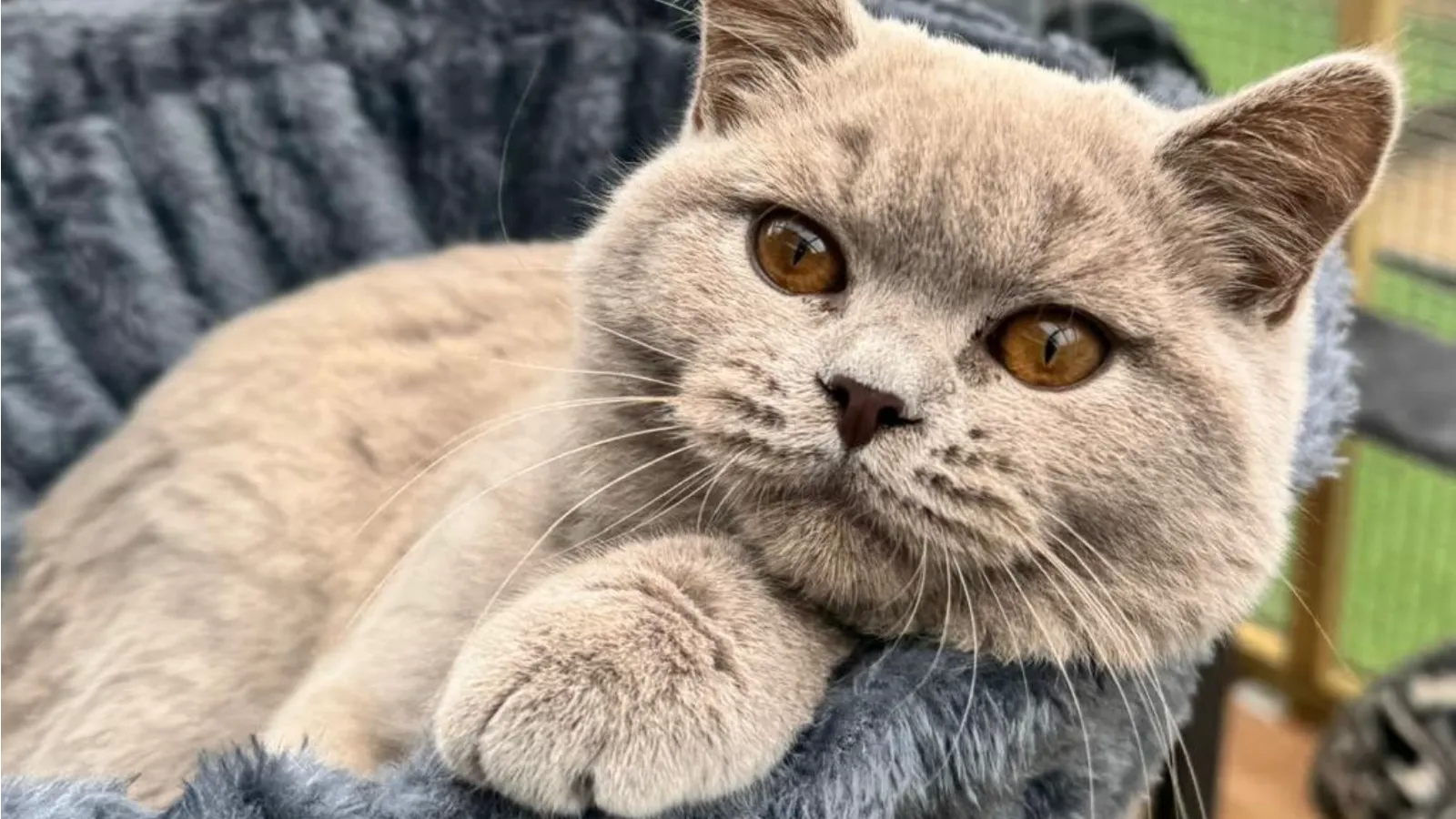 Annie, our Lilac British Shorthair queen