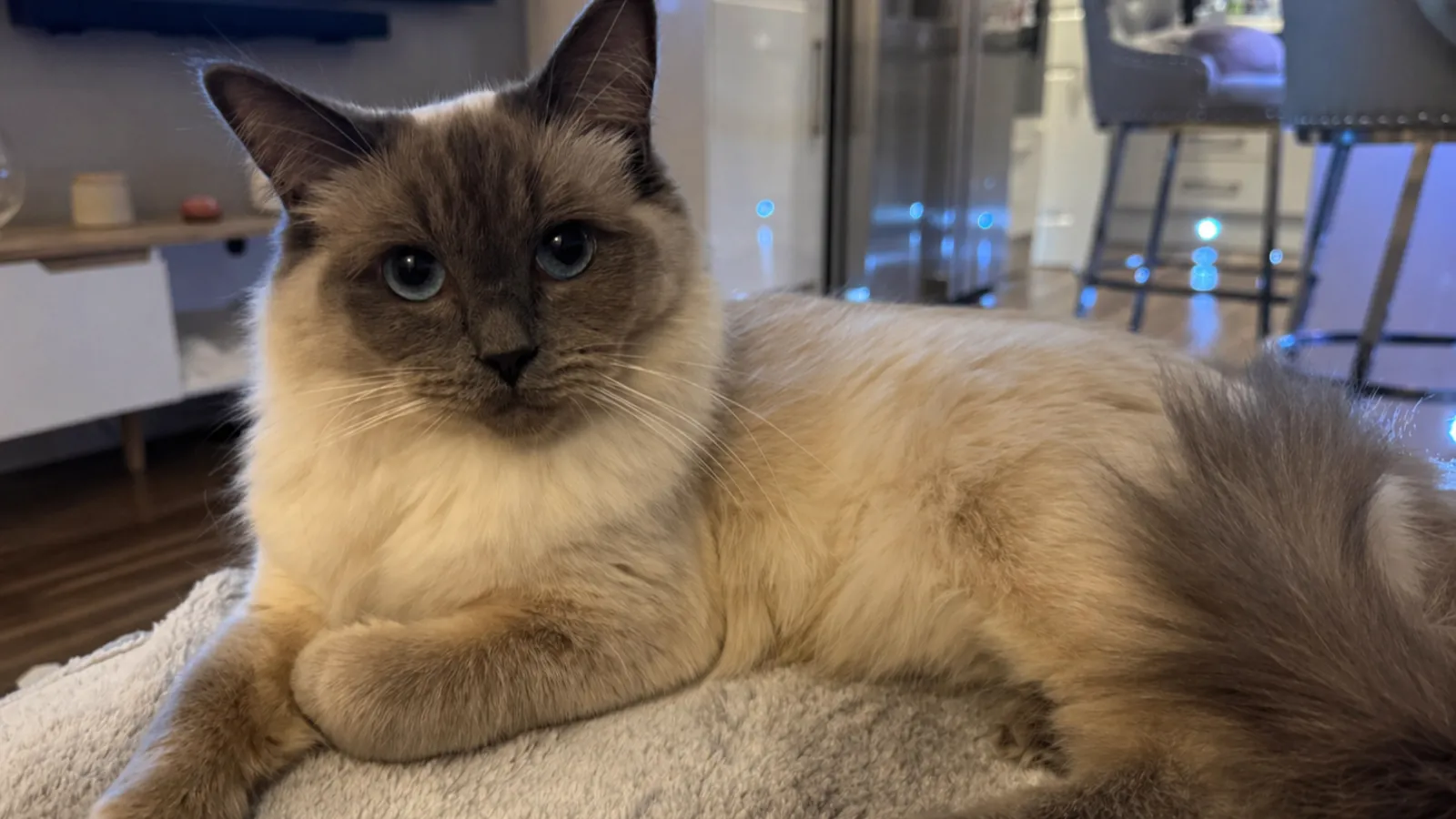 Bella, our Blue Point Ragdoll queen