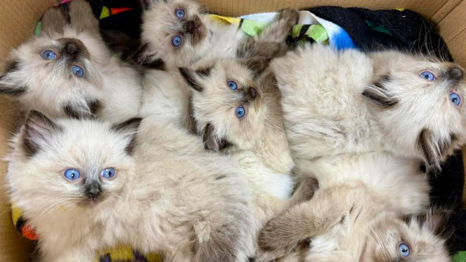 Two Little Paws kittens curled up together