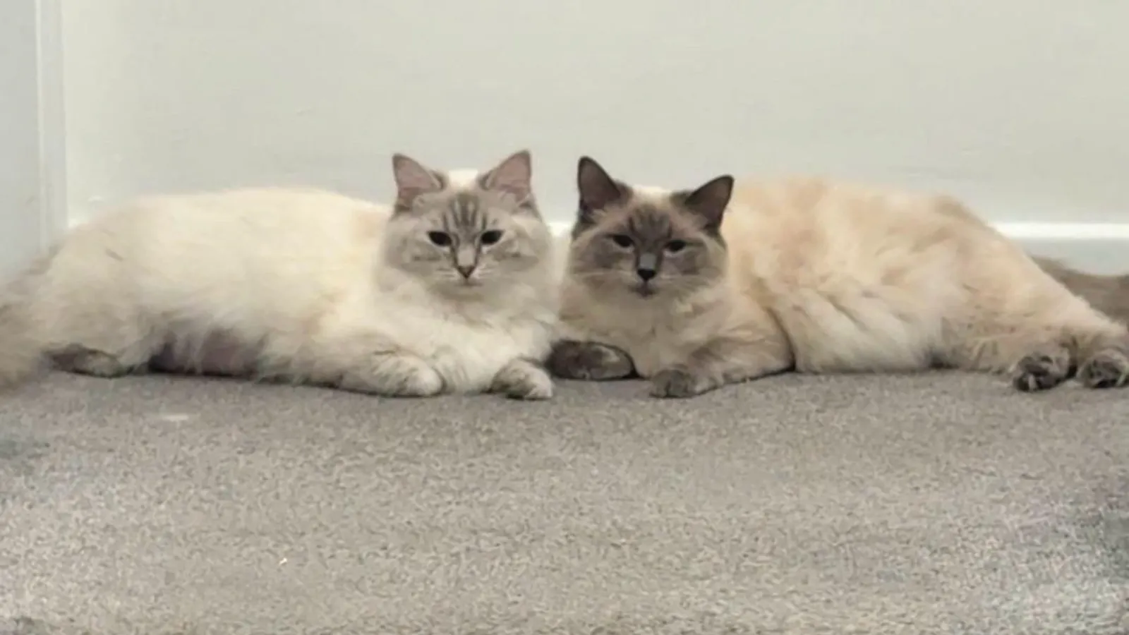 Cookie and Dottie sharing a quiet moment