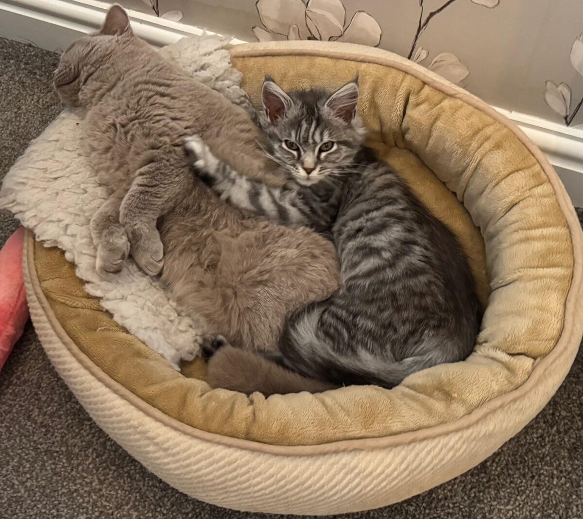 Two Little Paws kittens cuddled together in a soft bed