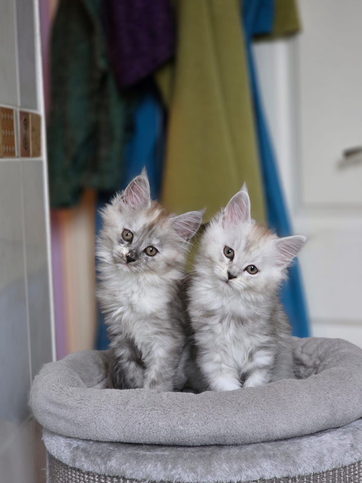 Two Maine Coon kittens sat on a cat tower