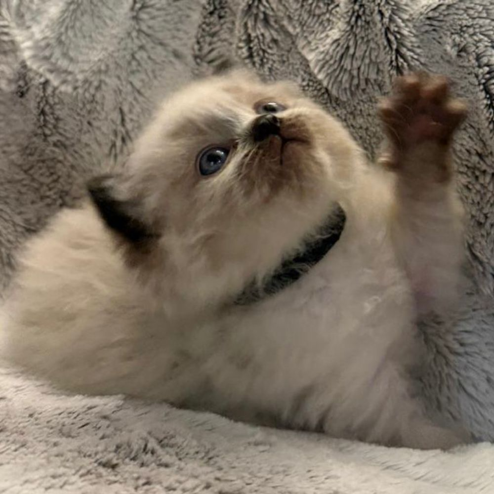 Bella's Litter