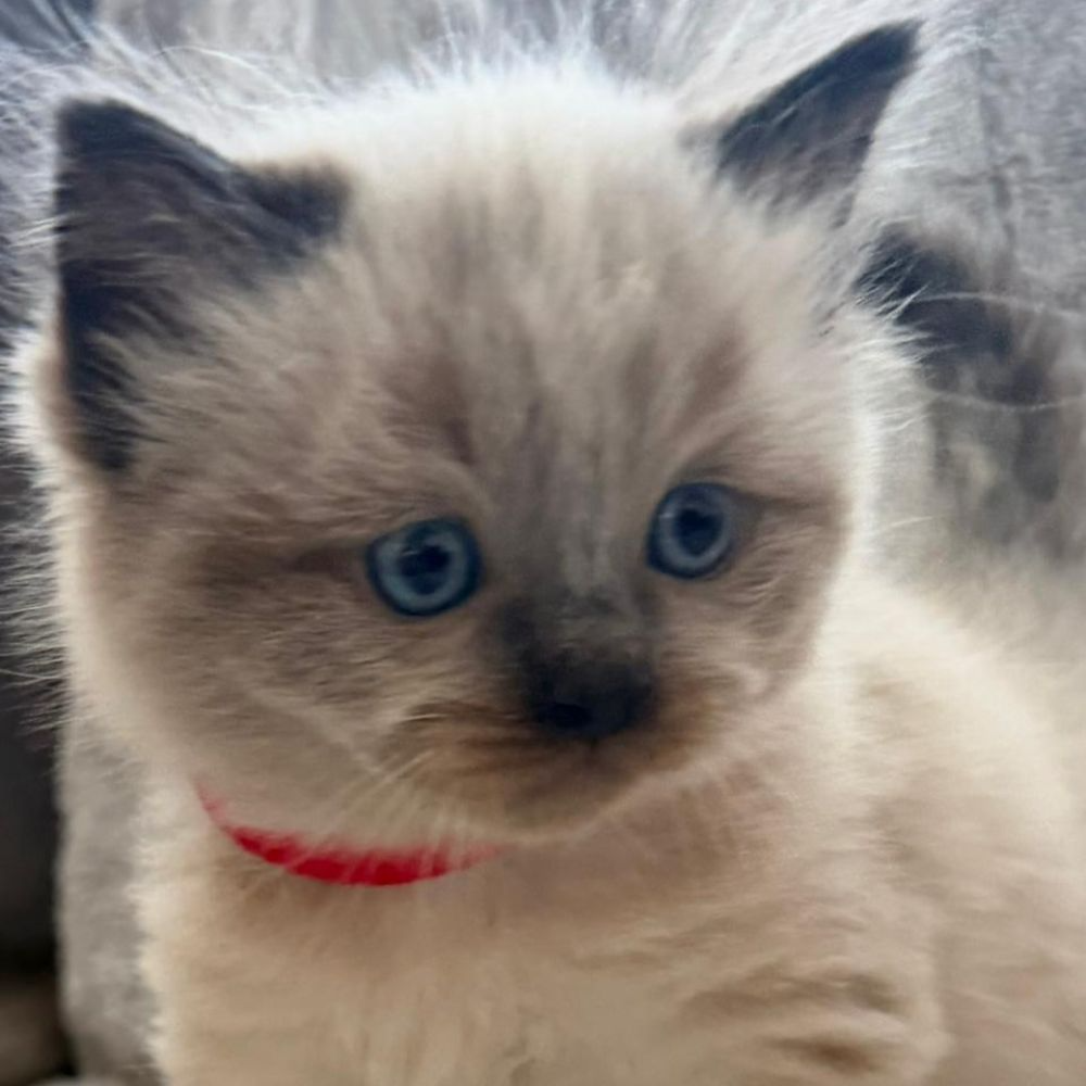 Bella's Litter