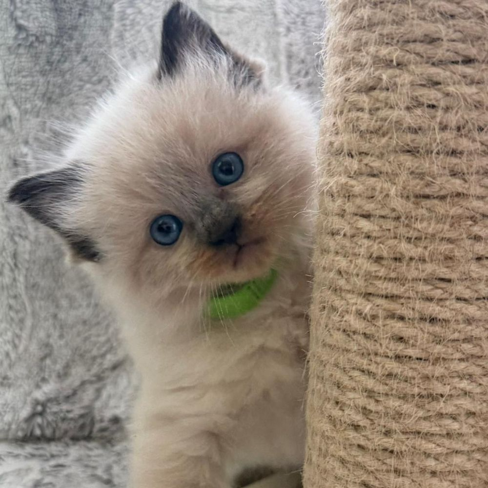 Bella's Litter