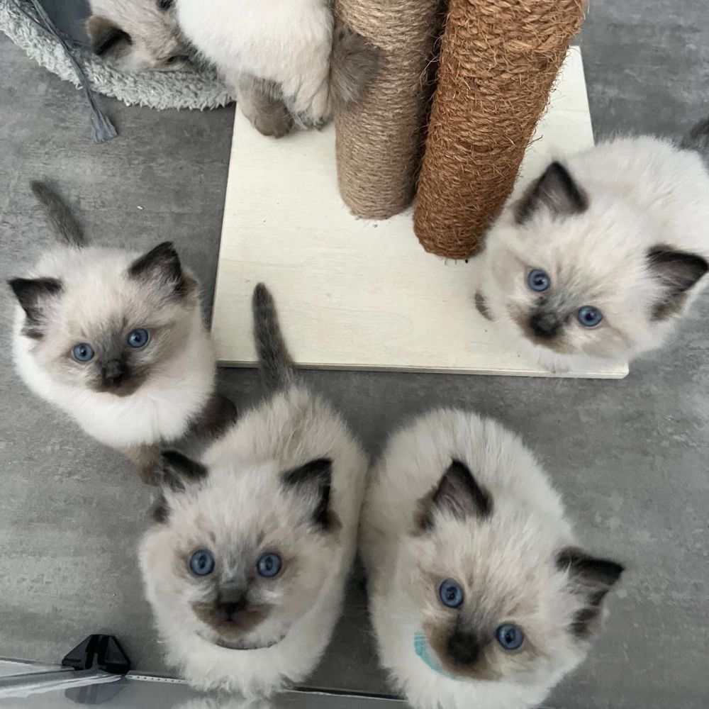 Bella's Litter