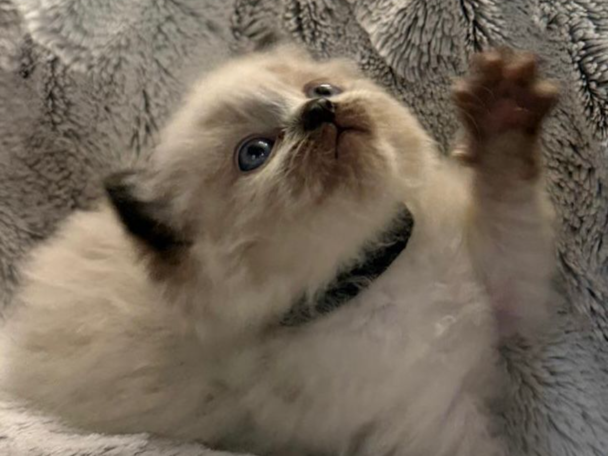 Bella's Litter