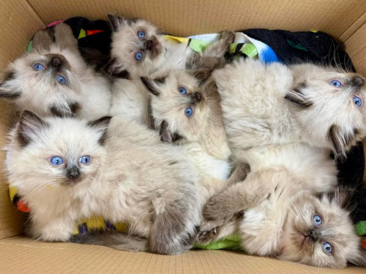 Bella's Litter