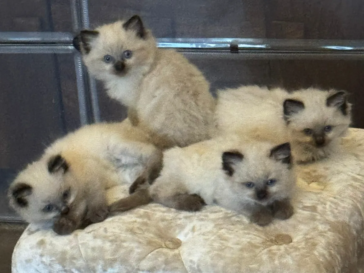 Bella's Litter